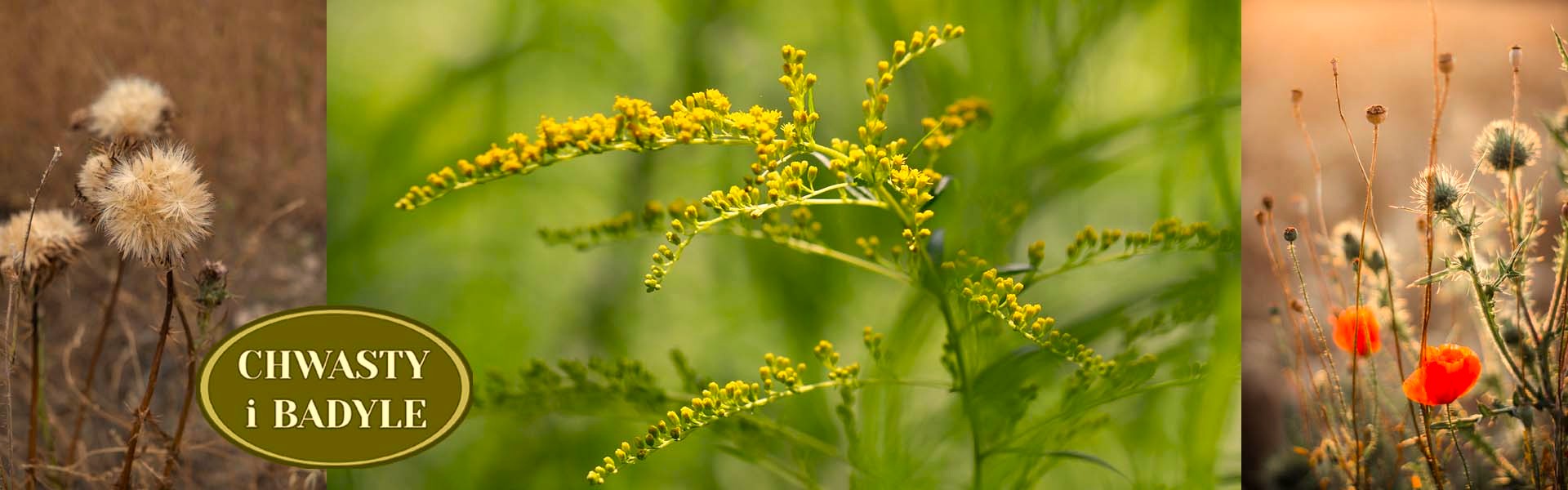Chwasty i Badyle Chwasty i Badyle